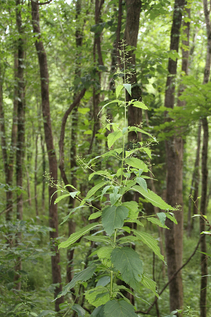 Carpenter's Square in Allegany Co., Maryland (7/20/2013).